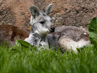 Common wallaroo, Macropus r. robustus, peeking out from its hiding place in the grass © vladislav333222