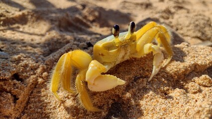 crab on the sand