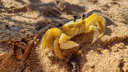 crab on the sand