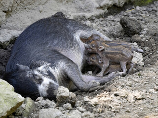 A female Visayan warty pig, Sus cebifrons negrinus is nursing her young