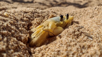 crab on sand