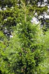Beautiful tall green spruce with cones in the summer forest. Vertical photo of a beautiful background