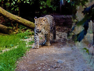 A male Persian Leopard, Panthera pardus saxicolor, on his regular patrol of his territory. - obrazy, fototapety, plakaty