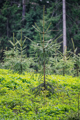 Young spruce at the edge of wood in lush grass.