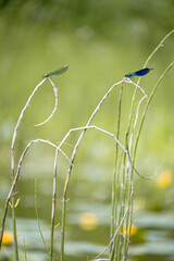 A pair of damselfly sit on the stems of an aquatic plant in the middle of the river.