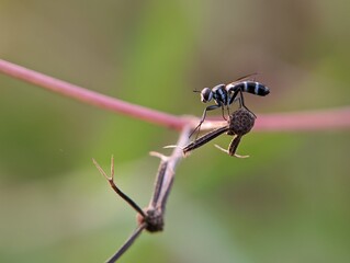a small insect on a weed stalk on a blurred nature background