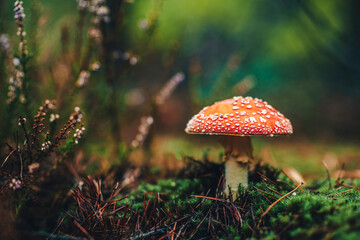 Close up of poisonous red mushroom with green moss and dry brown needles in autumn forest. Fly agaric. Fall nature background