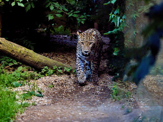 A male Persian Leopard, Panthera pardus saxicolor, on his regular patrol of his territory.