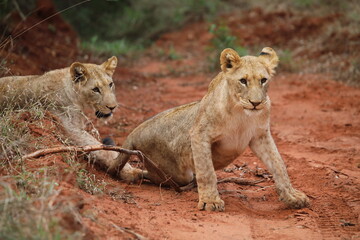 lion cubs playing