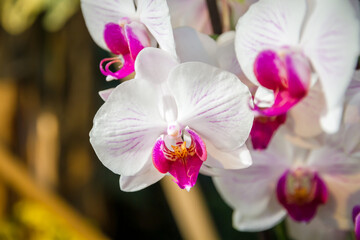 Orchid flower, Phalaenopsis Amabilis