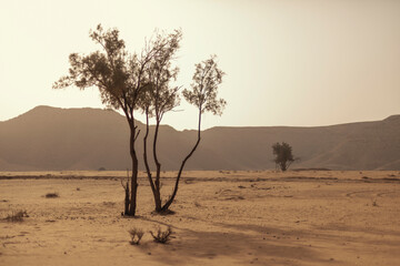 Fototapeta na wymiar Two trees in the desert