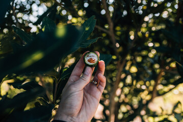 Macadamia Nut cracked off first layer at Macadamia farm & trees