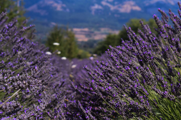 purple lavander field in South Italy