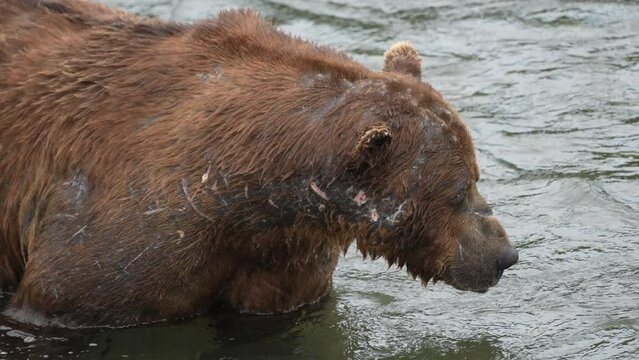 Very large scarred male Brown Bear (Bear #32 Chunk)