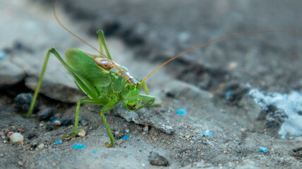 big green grasshopper on the pavement in the sun,