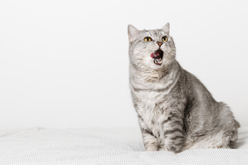 Cat sitting on the bed and lick his lips with tongue. Cat is waiting for food. Cat's tongue, copy space