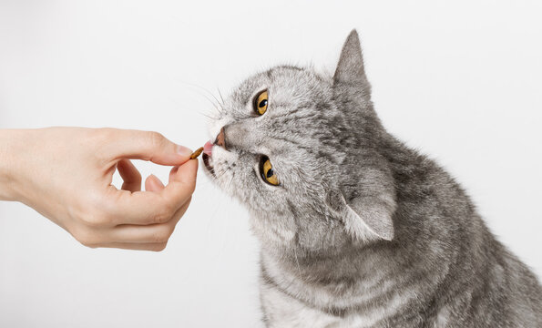 Cat Eating Treat. Woman Giving Pet Food To Cat