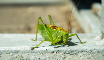 big green grasshopper on the pavement in the sun,