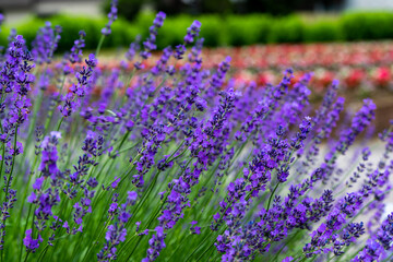 Naklejka premium ラベンダー