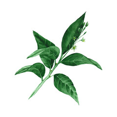 Watercolor illustrated green avocado branches. isolated on white background Botanical hand drawn illustration