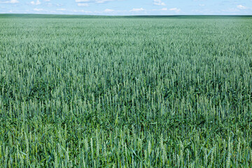 Green field with young wheat shoots