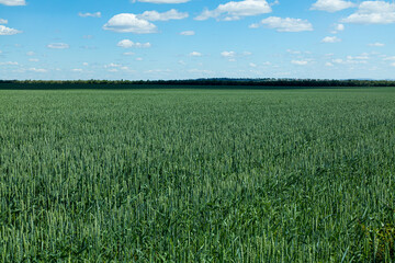 Green field with young wheat shoots