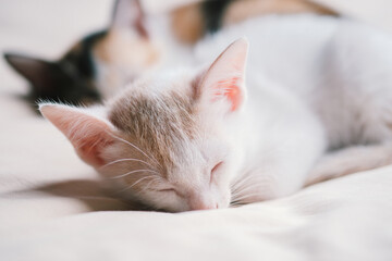 Close-up of a Thai kitten sleeping on the bed.