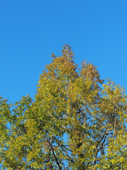 Fototapeta premium 青空と紅葉