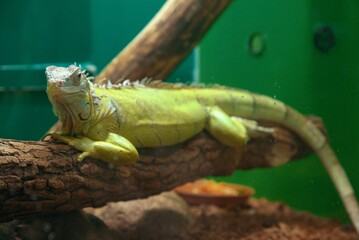 iguana on a branch