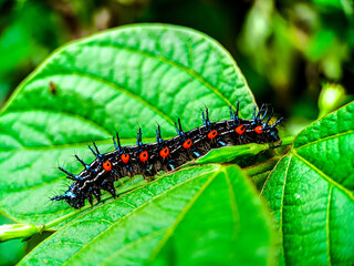 Macro shot of a caterpillar on a leaf, wildlife concept, animal in the garden