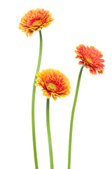 three Vertical orange gerbera flowers with long stem isolated over white background.