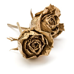 Two gold roses isolated over white background cutout. Golden dried flower heads, romance concept.  . - 519793301