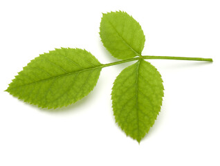 Green rose leaf isolated over white background cutout .