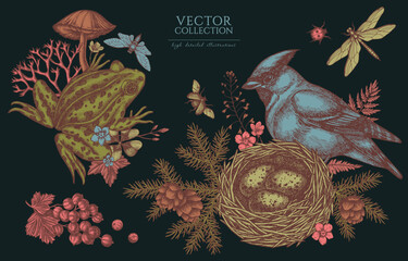 Mysterious forest vintage illustrations collection. Hand drawn logo designs with waxwing, nest, pool frog, moss, spruce branch, pine cones, mushrooms, insect, red currant, forget me not flower, clover