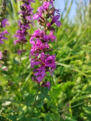 flowers in the field
