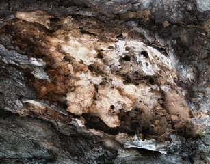 Abstrakcyjne naturalne tło tekstury starego spróchniałego pnia drzewa. 