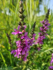 flowers in the field 