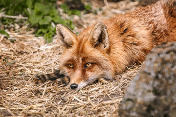 Portrait of the fox
