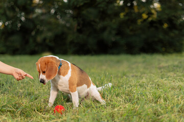 Naklejka na ściany i meble Pet owner training dog with ball in outdoors