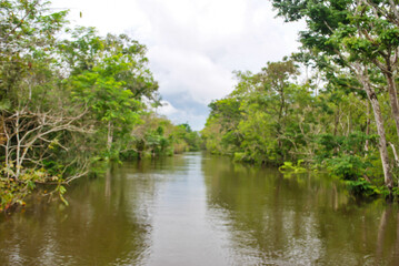 Fototapeta na wymiar Floresta Amazônica - Manaus - Amazonas - Brasil