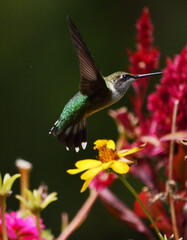 Fototapeta premium hummingbird on flower
