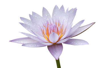 Waterlily Violet color with droplets on isolate background