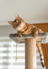 A domestic cat plays on the top of a scratching post.