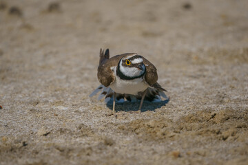 Little Ringed Plover (Charadrius dubius) walking on sand floor