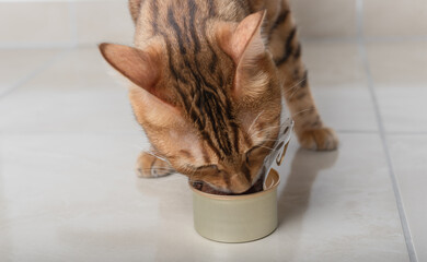 Domestic cat eats wet food from an open can.