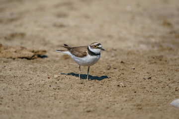 Little Ringed Plover (Charadrius dubius) walking on sand floor