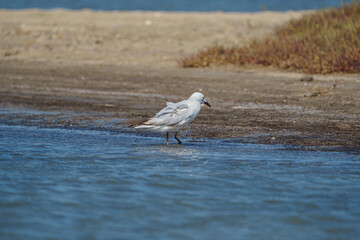 Slender-billed Gull (Chroicocephalus genei) perched in lake.