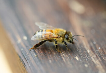 Honey bee close-up on a dark wooden background. Apis mellifera.
