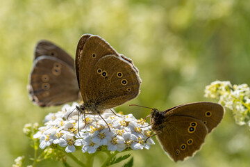 Ringlet collects nectar from a white flower. Butterfly close-up. Aphantopus hyperantus.  © Elly Miller