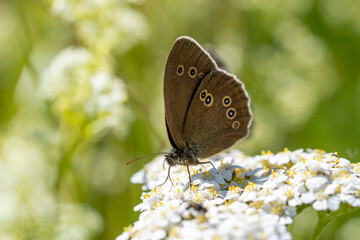 Ringlet collects nectar from a white flower. Butterfly close-up. Aphantopus hyperantus.
